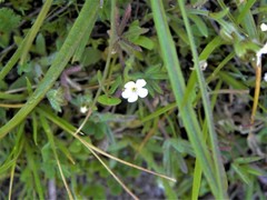Plagiobothrys canescens