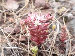 Sedum rubens