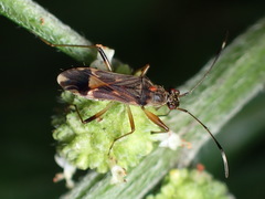 Neopamera bilobata