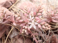 Sedum rubens