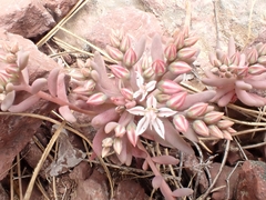 Sedum rubens
