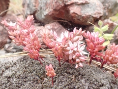 Sedum rubens
