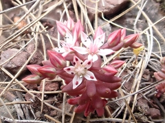 Sedum rubens
