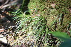 Vittaria lineata image