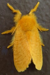 Megalopyge pyxidifera