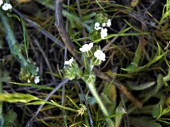 Plagiobothrys canescens