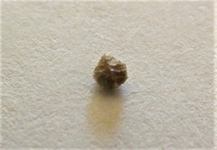 Plagiobothrys canescens