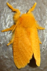 Megalopyge pyxidifera