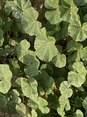 Malva parviflora image