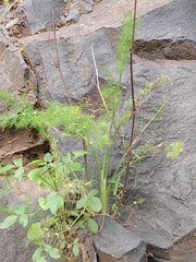 Anethum foeniculum image