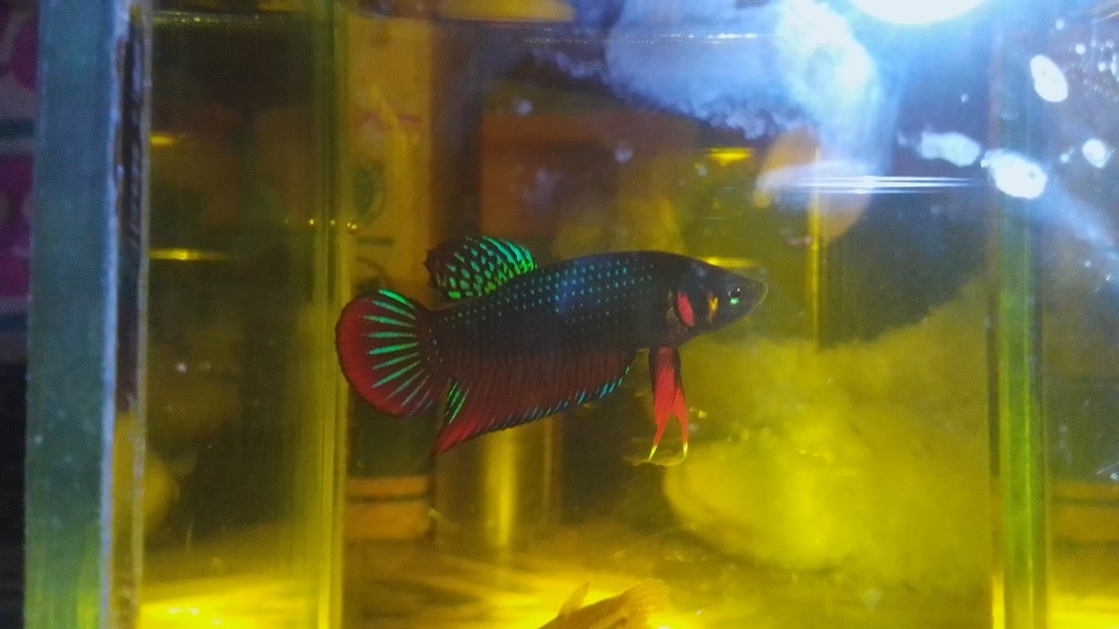 Siamese Fighting Fish (Betta splendens)