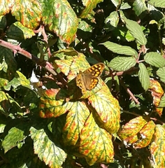 Pararge aegeria aegeria