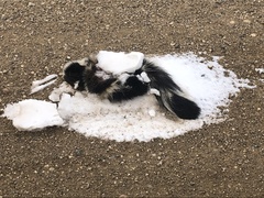 Mephitis mephitis nigra