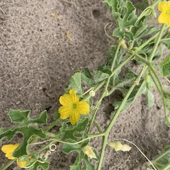 Cucumis africanus