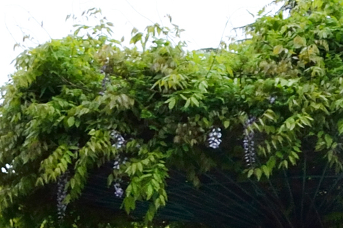 vistéria (Wisteria)