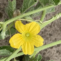 Cucumis africanus