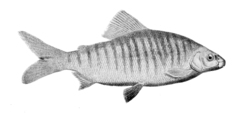 Many Barred Distichodus photo 2