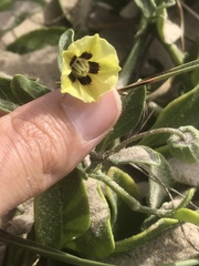 Physalis cinerascens spathulifolia