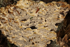 Phellinus chrysoloma