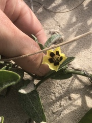 Physalis cinerascens spathulifolia