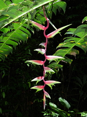 Heliconia chartacea