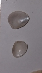 Nucula