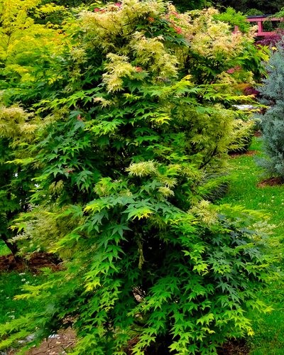 Japanski javor (Acer palmatum)