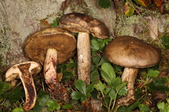Retiboletus vinaceipes