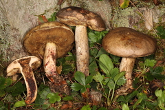Retiboletus vinaceipes