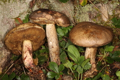 Retiboletus vinaceipes