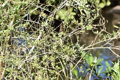 Ilex vomitoria image