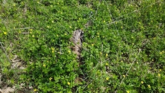 Ranunculus hispidus nitidus