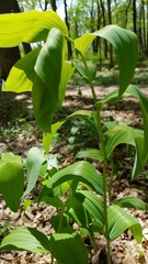 Polygonatum biflorum commutatum