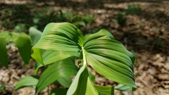 Polygonatum biflorum commutatum