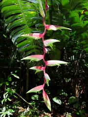 Heliconia chartacea