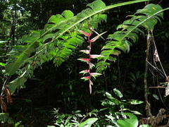 Heliconia chartacea