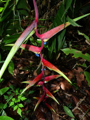 Heliconia chartacea