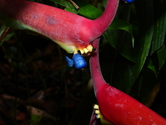 Heliconia chartacea