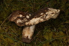 Russula adusta