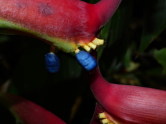 Heliconia chartacea