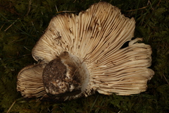 Russula adusta