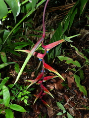 Heliconia chartacea