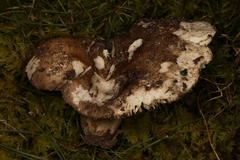 Russula adusta