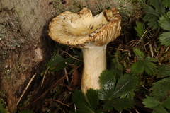 Russula blackfordiae