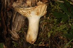Russula blackfordiae