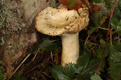 Russula blackfordiae