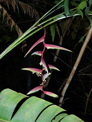 Heliconia chartacea