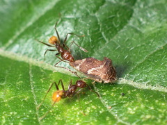 Pheidole xanthogaster