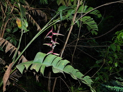 Heliconia chartacea