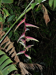 Heliconia chartacea